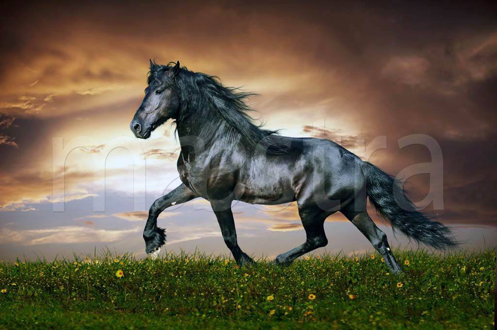 Фотообои Черная лошадь в поле